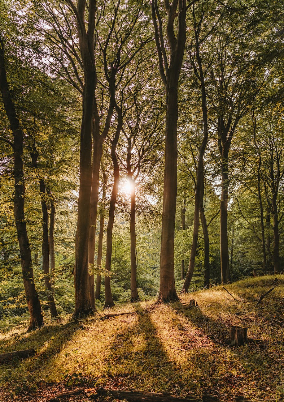 Cimetière écoforestier